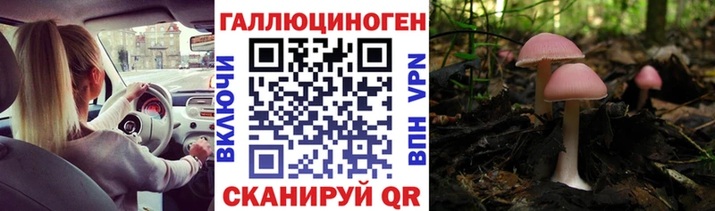 Купить где  Духовщина  Галлюциногенные грибы Psilocybine cubensis 